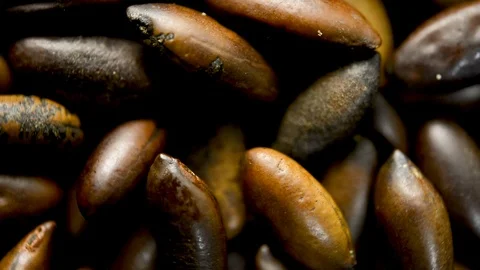 Close up of baru nuts rotating. Flat plane. Top view Vídeos de archivo 105213529