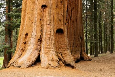 Close-up of the base of a large, sequoia tree trunk in the forest in Northern Stock Photos