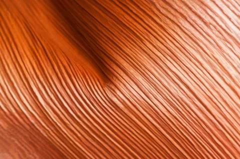 Close-up of Base of Palm Leaf Showing Interesting Texture Stock Photos