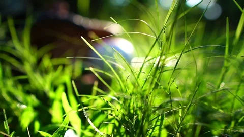 Close-up that baseball and the equipment is placed on the lawn Stock Footage 108647556