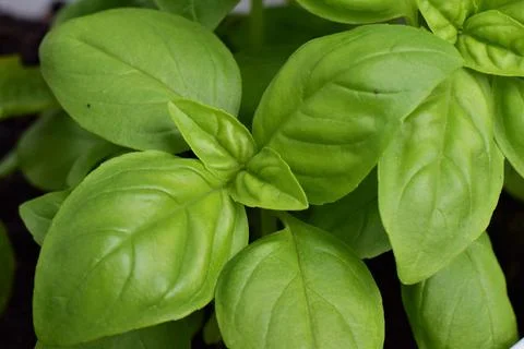 Close up of basil against a blurred background Stock Photos