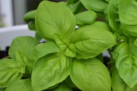 Close up of basil against a blurred background Stock Photos