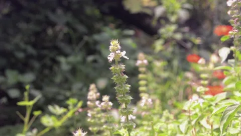 Close up of basil flowers Stock Footage 290857848