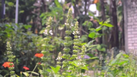 Close up of basil flowers 스톡 동영상 290858051