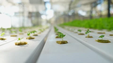 Close up basil grown in hydroponic glass greenhouse. Stock Footage 253298769