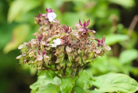 Close up of  Basil Leaf with flowers Stockfoto's
