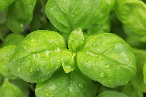 Close up of basil leaves Stock Photos