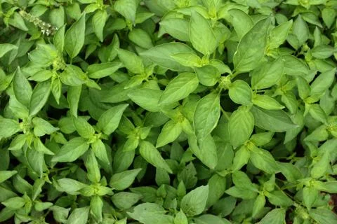 Close up basil leaves Stock Photos