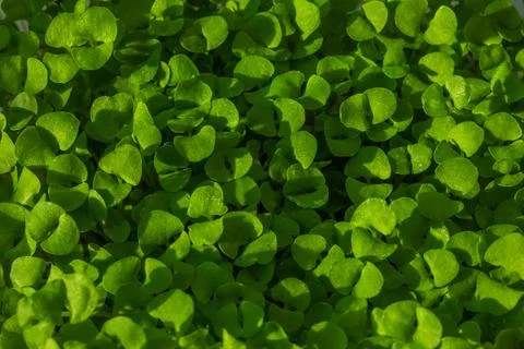 Close-up of Basil Micro herbs top view background. Sprouting Microgreens. S.. Stock Photos