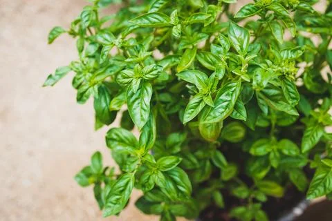 Close-up of basil plant outdoor in sunny vegetable garden Stock Photos