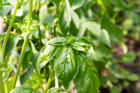 Close up of basil plant Stock Photos