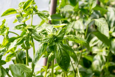 Close up of basil plant Stock Photos