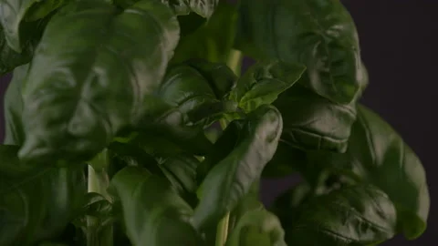 Close up of Basil Plant Rotating on Black Background Video stock 130905748