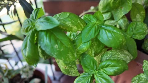 Close-up of basil plant in sunlight Vídeos de archivo 315078068