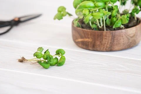 Close-up basil seed sprouts on light wooden table. Foto stock