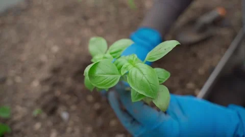 Close-up of a basil seedling in a womans hands Stock Footage 311058770