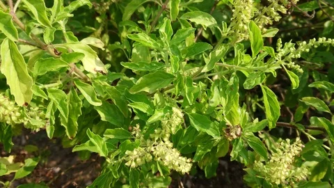 Close up of basil tree (lemon basil). Tilt up shot. Stock Footage 111864190