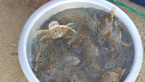 Close-up on a basin of fresh catch crabs with buyer's picking to buy. Stock Footage 136644922