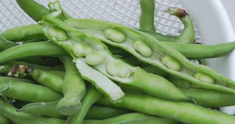 Close up of a basket of freshly picked broad beans Stock-Footage 152582636