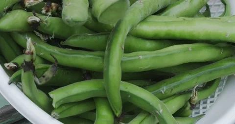 Close up of a basket of freshly picked broad beans Vídeo Stock 152582745