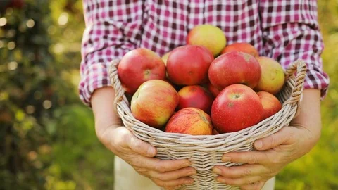 Close up of the basket full of apples and a smiled woman carrying it. Camera Stock Footage 82634880