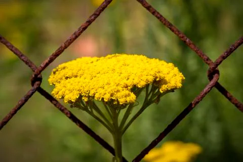 Close up  basket of gold Stock Photos