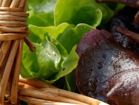 Close-up of basket with lettuce Stock Photos