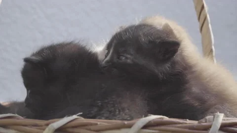 Close up in basket with one month old kittens of different colors sunbathing Stock Footage 143361211