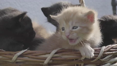 Close up on basket with small kittens of different colors Stock Footage 143361156