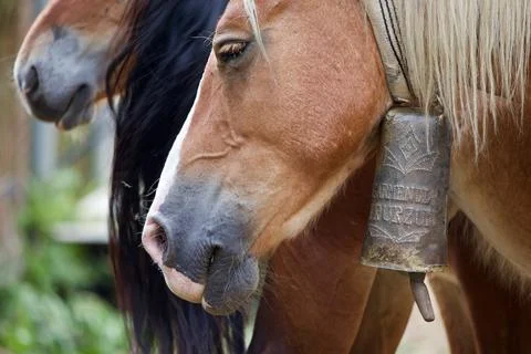 Close up of Basque Mountain Horse head Stock Photos