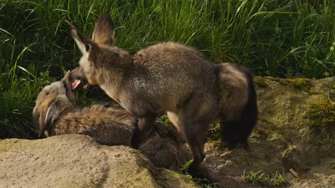 Close up of a bat-eared fox Stock Footage 238949960