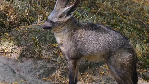 Close up of a bat-eared fox  Stock Footage 253565845