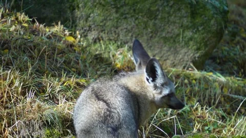  Close up of a bat eared fox running  Stock Footage 253738475