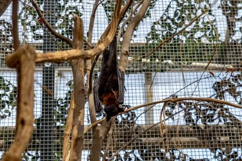Close-up of a bat hanging on a tree Stock Photos