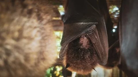 Close-up of a Bat Hanging Upside Down Stock-Fotos