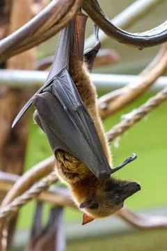 A close-up of a bat hanging upside down from a branch, showcasing its intrica Stock Photos