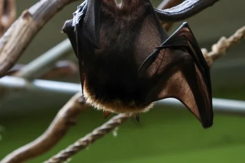 Close-Up of a Bat Hanging Upside Down in Natural Habitat for Wildlife and N.. Stock Photos