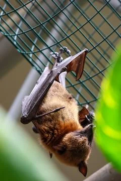 Close-Up of Bat Hanging on Wire Mesh in Natural Habitat Setting for Wildlif.. Stock Photos