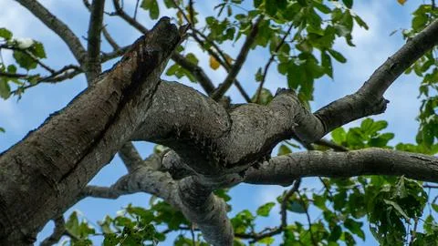 A close up of a bat resting on a tree Stock Photos