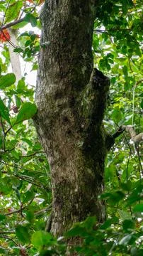 A close up of a bat resting on a tree Stock Photos