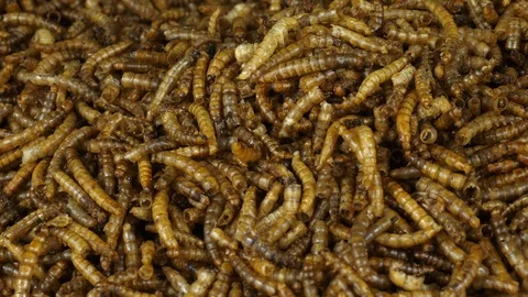 Close up of a batch of dried mealworms. Insects to eat. 스톡 동영상 105720209