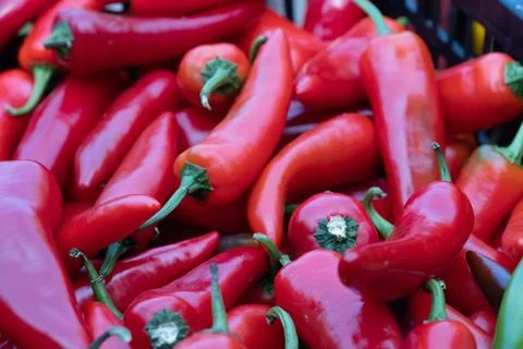 Close-up of a batch of red chili row papers Stock Photos