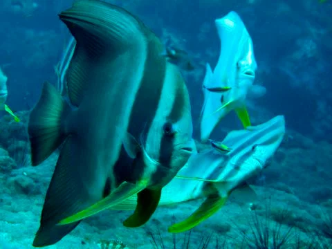 Close up of batfish getting cleaned Foto stock