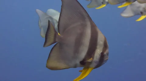 Close up of batfish school 動画素材 33071709