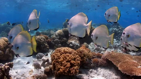 Close-up of Batfish School Swimming Towards Camera on Coral Reef - 4K Stock Footage 333539148