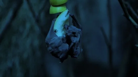 Close up of bats Stockbeeldmateriaal 97212931