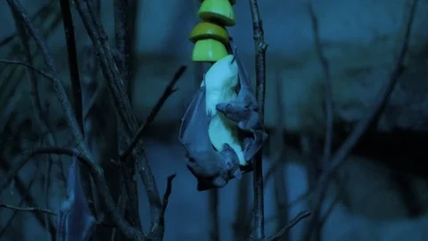 Close up of bats Stock Footage 97212964