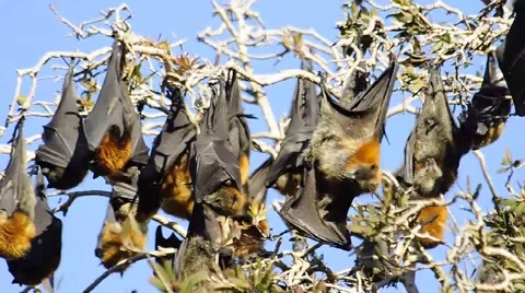 Close Up Bats, grey-headed flying fox. Stock Footage 52434397