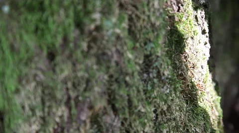 Close up Baum/Tree Stock Footage 41875726