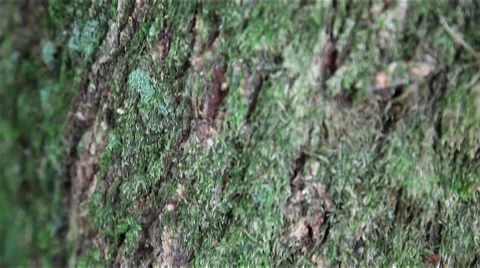 Close up Baum/Tree with Pan / Schwenk Stock Footage 41875753